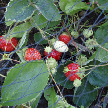 Plasa protectie - gradina, 2x5m (PE, UV, ochi 28x28) - GRANIT [76570268]